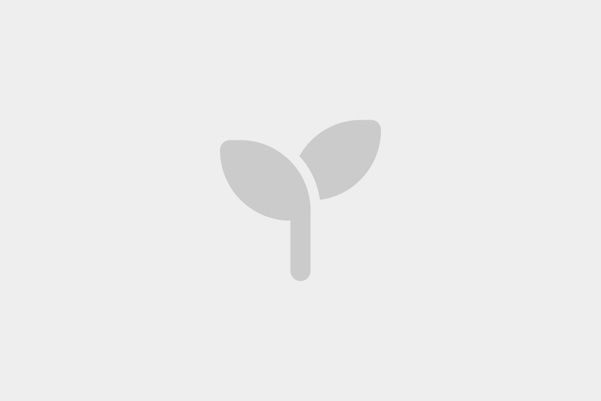Echinocactus grusonii Albispinus {White Barrel Cactus}